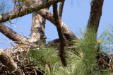 4-15-11 0098 eaglet.jpg