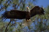 4-15-11 0255 male.jpg