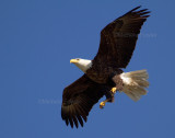 4-17-11 0679 male.jpg