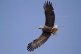 4-19-11 1507 female.jpg