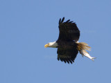 4-24-11 2875 male with fish.jpg