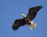 4-24-11 2952 male.jpg