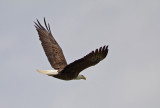 5-1-11 3889 male.jpg