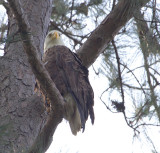 5-1-11 3838 male old camera tree.jpg