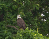 5-1-11 3762 male.jpg