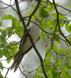 Birds - Various