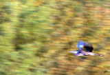 IMG_5002 Blue Heron in Flight at Bless Platform Sept 7