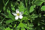 IMG_4213 Canada anemone or windflower found walking near webcam, Jun 17