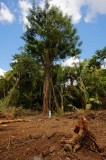 Recent clearing at Sei's Pepper Farm. IMG_1217_8_9_t.jpg