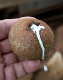 Chicle tree fruit. Manilkara zapota IMG_2345.jpg