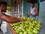 Spreading out locally harvested mangos. IMG_5275.jpg