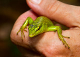 Green tree skink. IMG_6305.jpg