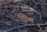 Gila Monter (Heloderma suspectum) IMG_7799.jpg