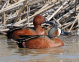 Teal, Blue- Winged X Cinnamon (Hybrid)