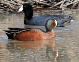 Teal, Blue- Winged X Cinnamon (Hybrid)