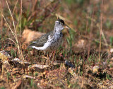 Sandpiper, Spotted