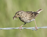 Sparrow, Savanah