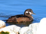 Duck, Harlequin (Utah Female)