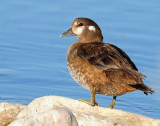 Duck, Harlequin (Utah Female)