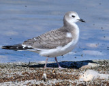 Gull, Sabine's