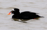 Scoter, Surf (male)