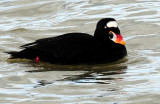 Scoter, Surf (Male--Breeding Plumage)