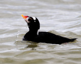 Scoter, Surf (Male--Breeding Plumage)