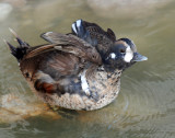 Duck, Harlequin (11-08-2011)
