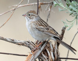 Sparrow, Brewer's
