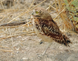 Owls, Burrowing