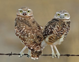 Owls, Burrowing