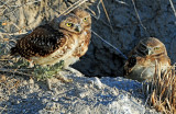 Owls, Burrowing