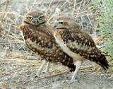 Owls, Burrowing