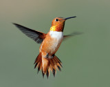 Hummingbirds, Rufous