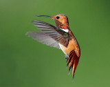 Hummingbirds, Rufous