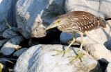 Night Heron, Black-crowned (Juvenile)