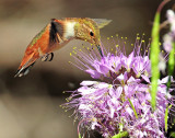 Hummingbird, Rufous