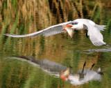 Tern, Caspian