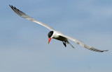 Tern, Caspian