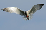 Tern, Caspian