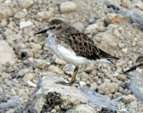 Sandpiper, Least