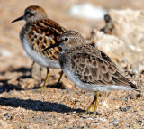 Sandpiper's, Least