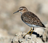 Sandpiper's, Least