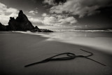 Seaweed flourish
