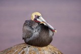 Brown Pelican