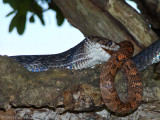 Drymarchon melanurus rubidus eatingTrimorphodon biscutatus