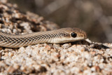 Salvadora hexalepis hexalepisDesert Patchnosed Snake