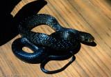 Drymarchon melanurus erebennusTexas Indigo Snake