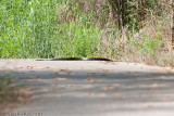 Drymarchon melanurus erebennusTexas Indigo Snake