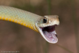 Coluber constrictor flaviventrisEastern Yellow-bellied Racer